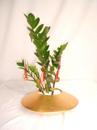 Happy Zamia